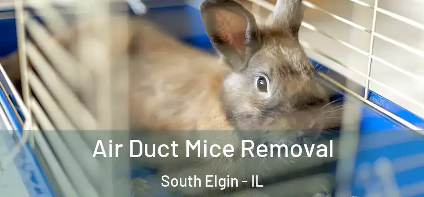 Air Duct Mice Removal South Elgin - IL