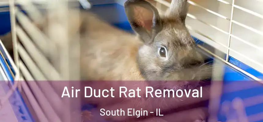 Air Duct Rat Removal South Elgin - IL